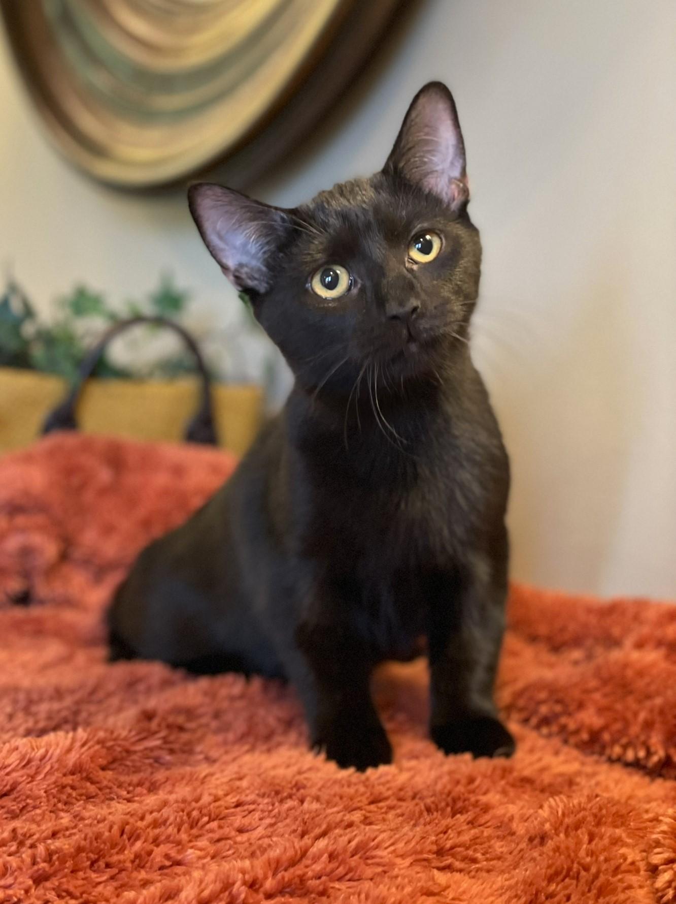 Val, Adoptable, Young Female Domestic Short Hair.