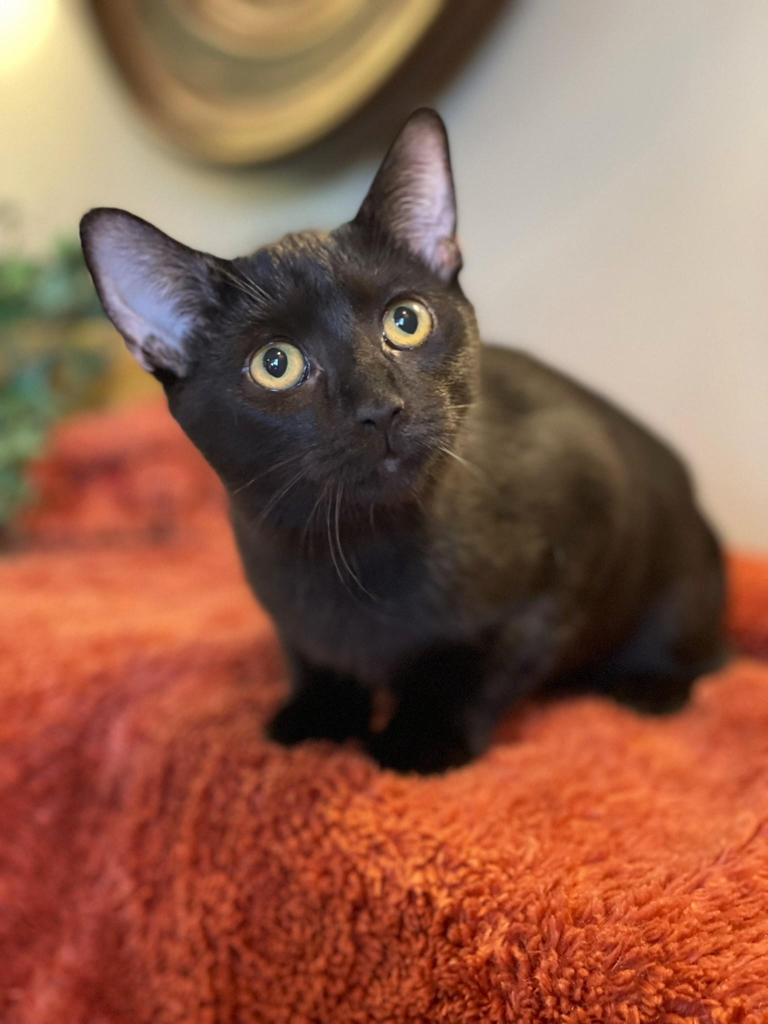 Val, a Adoptable Domestic Short Hair in Taylor, MI image 4/6