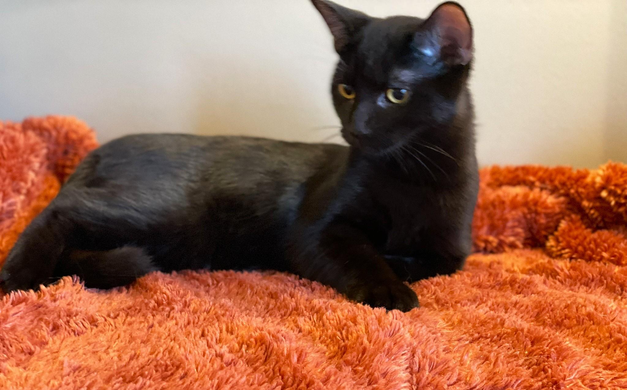 Val, a Adoptable Domestic Short Hair in Taylor, MI image 3/6