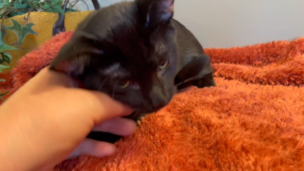 Enlarge Val, a Adoptable Domestic Short Hair in Taylor, MI video 6/6