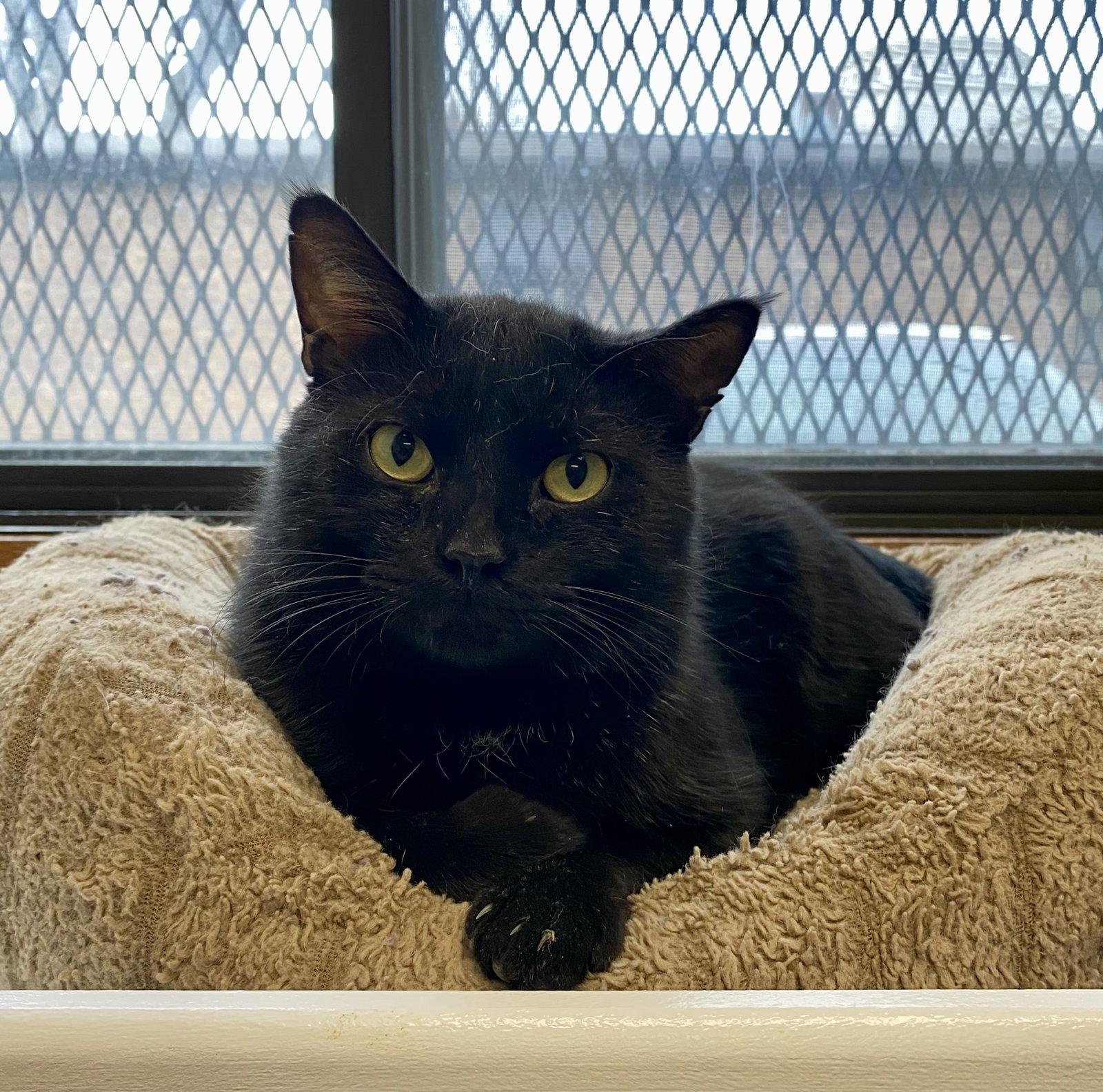 Austen, Adoptable, Adult Male Domestic Short Hair.