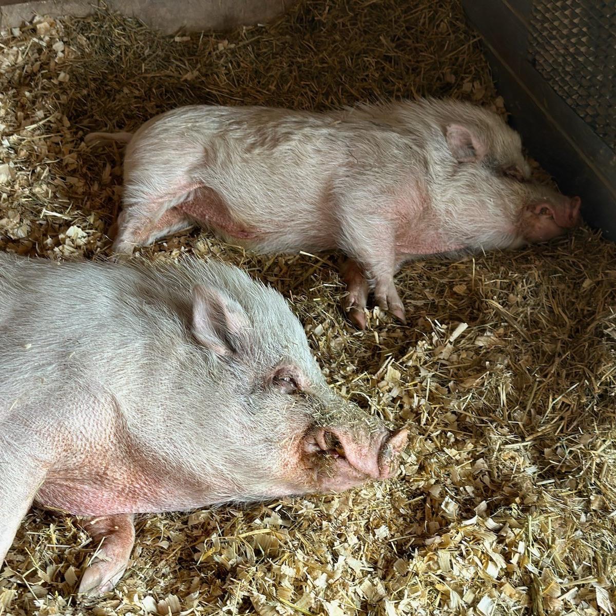 Enlarge Simba - URGENT!, a Adopted mixed breed in Kerhonkson, NY image 2/6