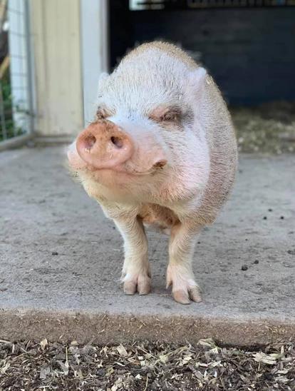 Enlarge Simba - URGENT!, a Adopted mixed breed in Kerhonkson, NY image 3/6