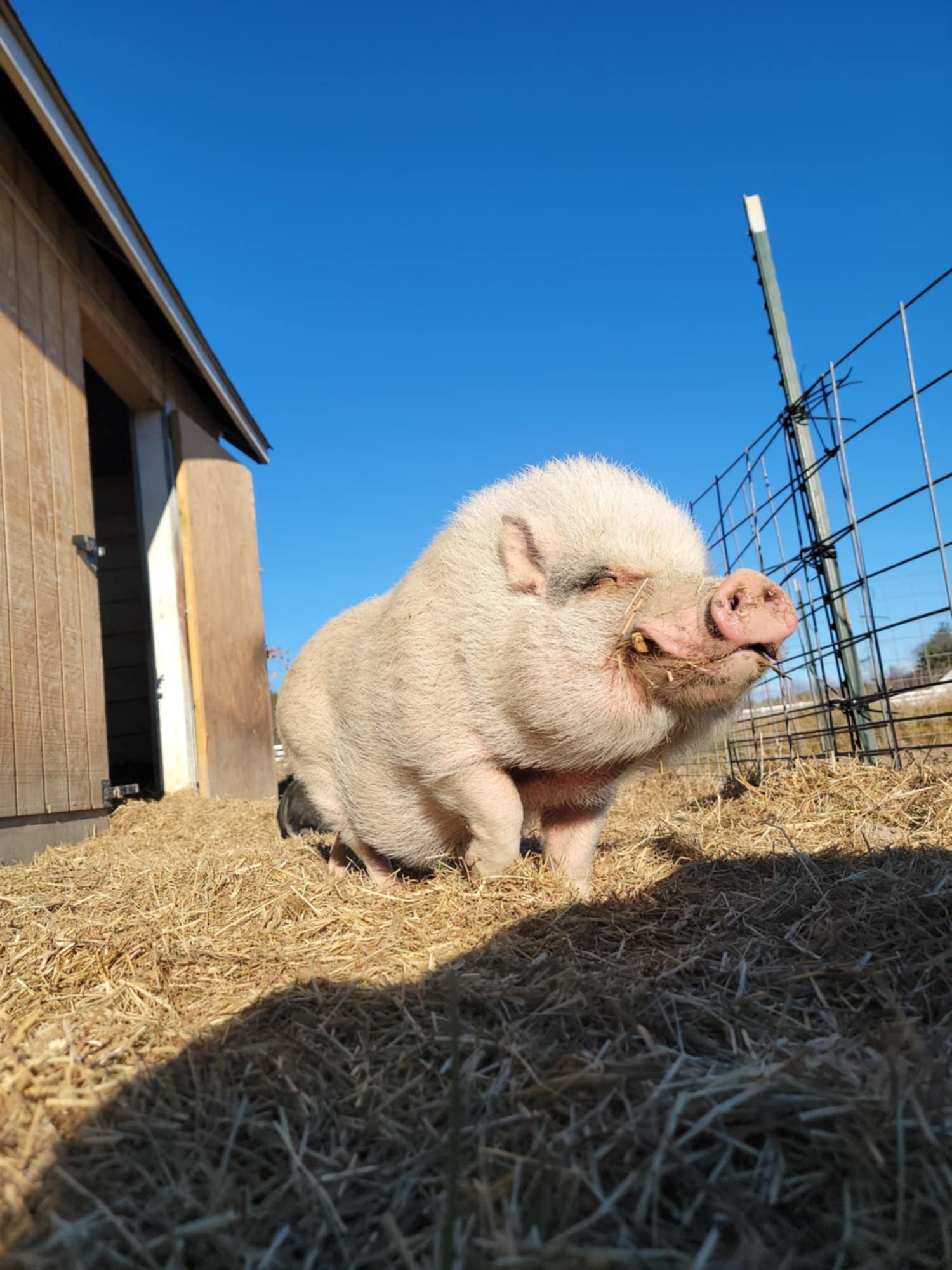 Enlarge Simba - URGENT!, a Adopted mixed breed in Kerhonkson, NY image 4/6