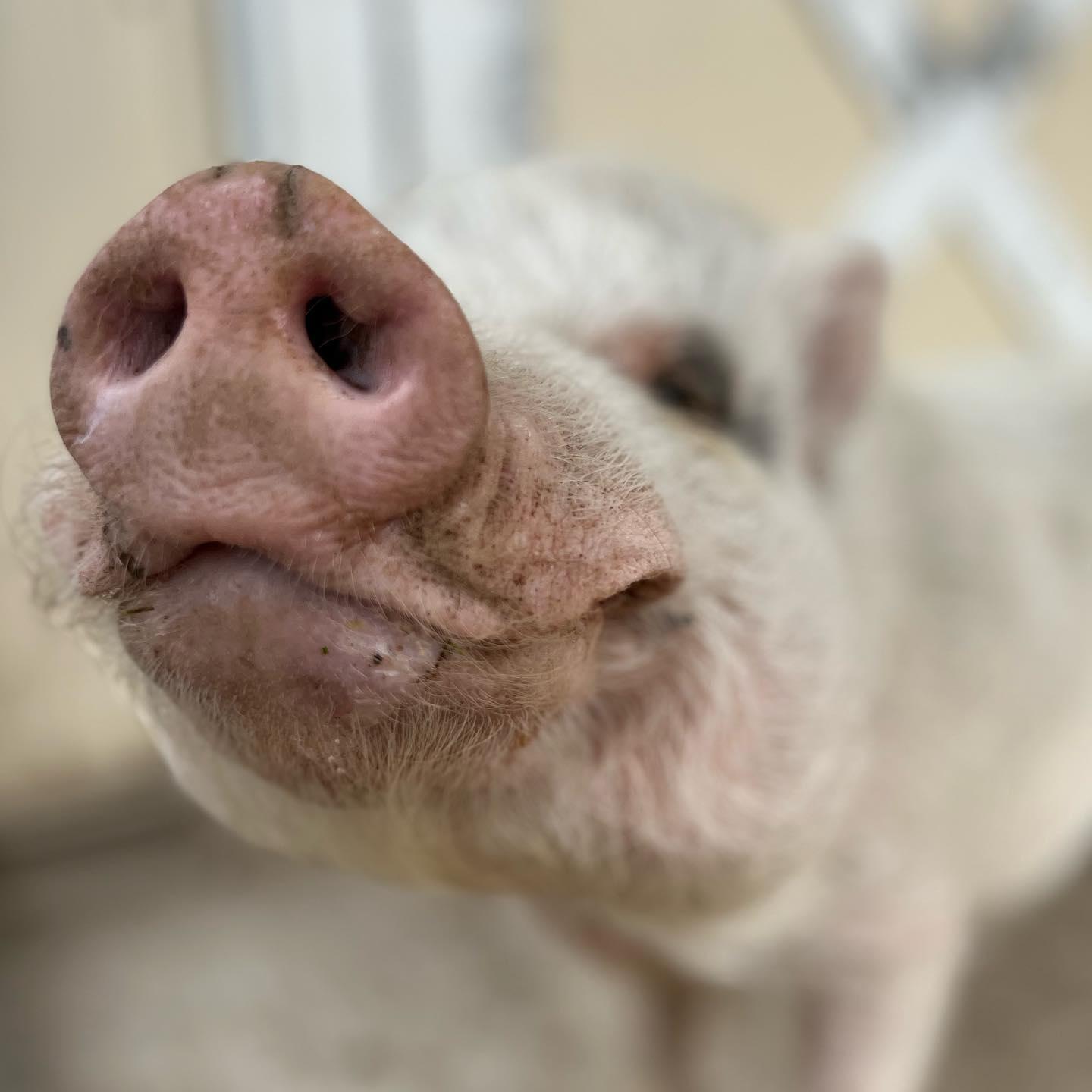 Enlarge Simba - URGENT!, a Adopted mixed breed in Kerhonkson, NY image 5/6