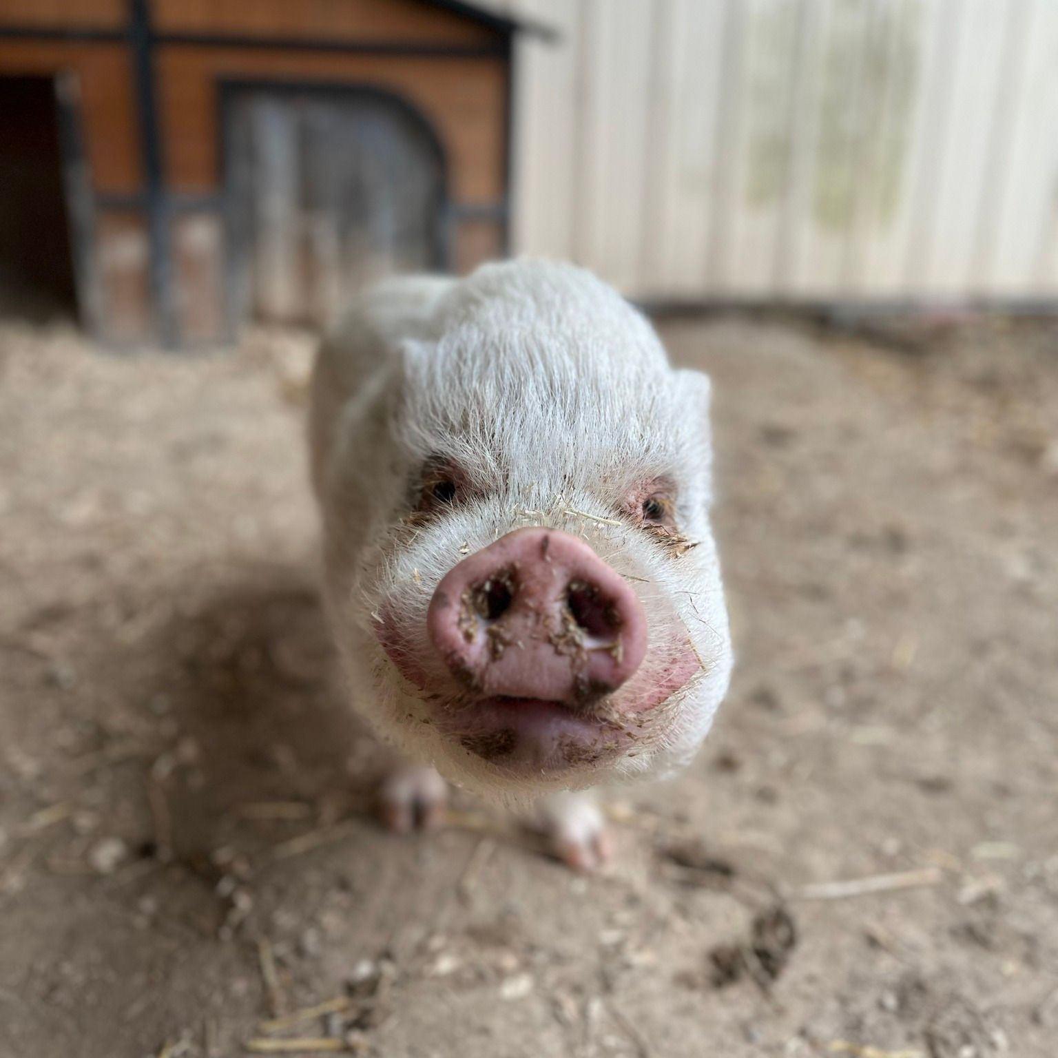 Enlarge Simba - URGENT!, a Adopted mixed breed in Kerhonkson, NY image 6/6