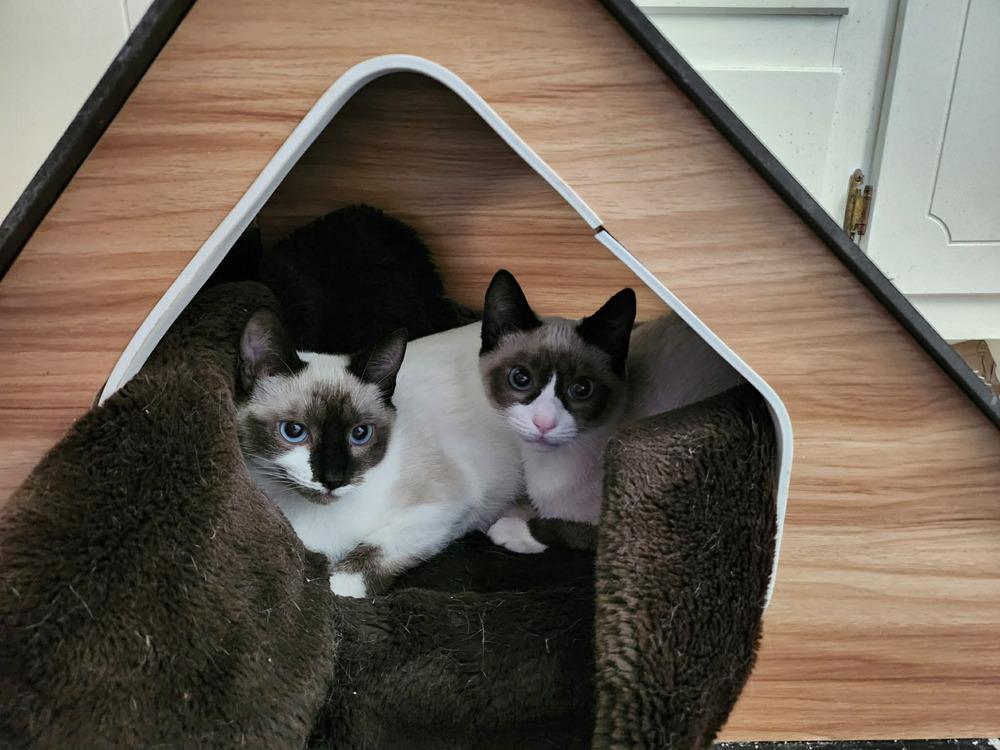 Margeaux, Adoptable, Kitten Female Domestic Short Hair.