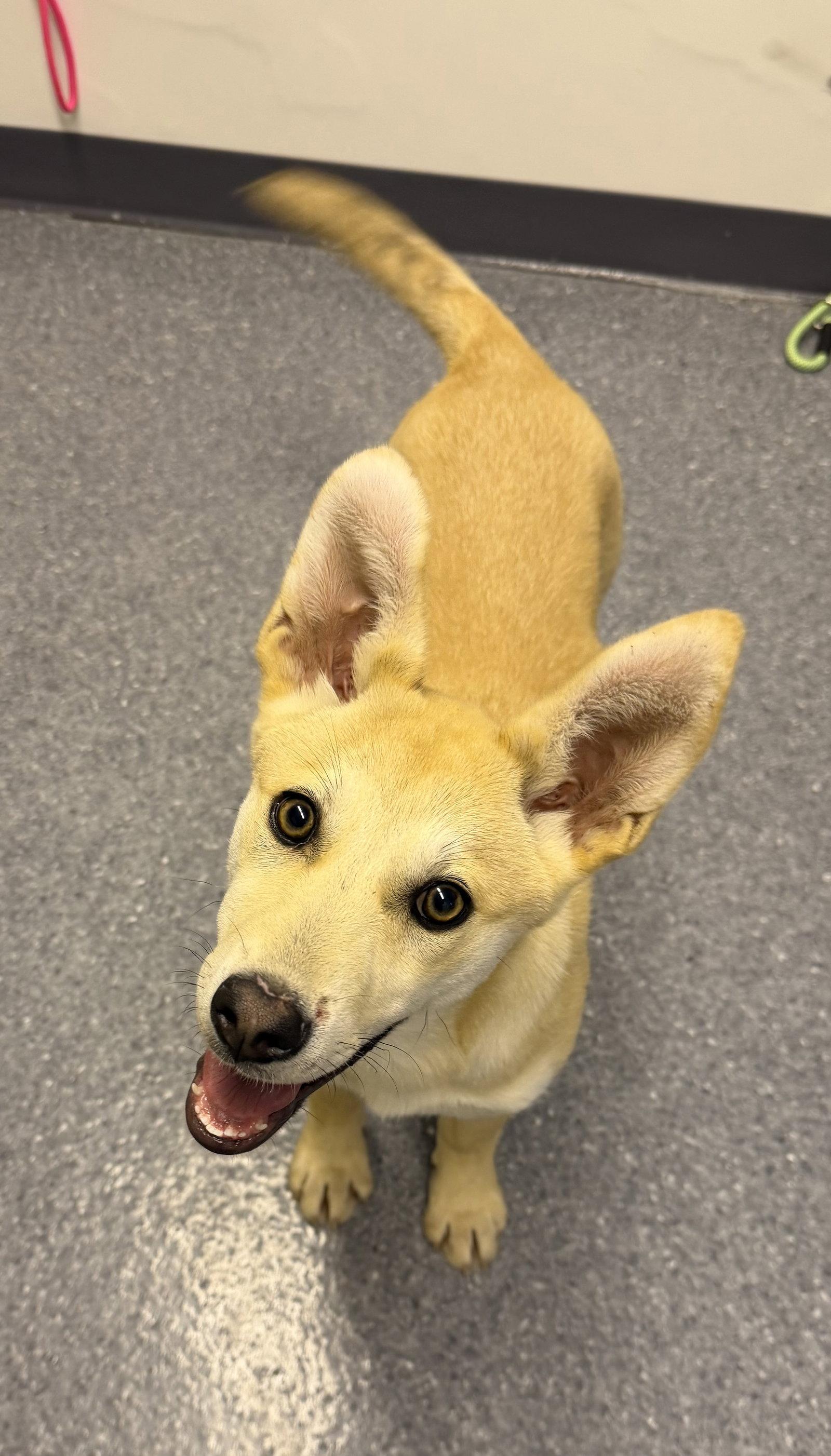 Stormy, Adoptable, Young Female Husky.