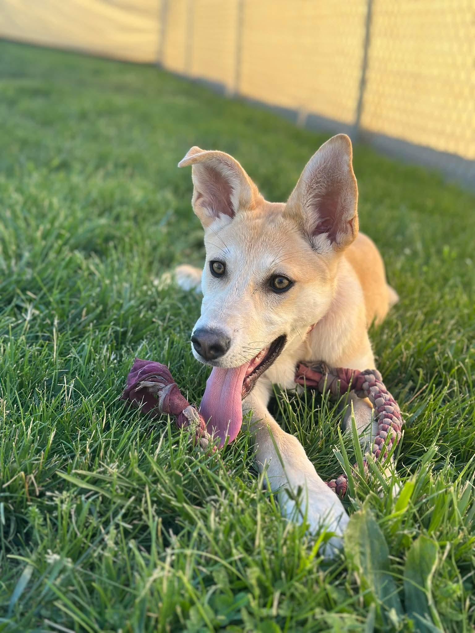 Stormy, Adoptable, Young Female Husky.