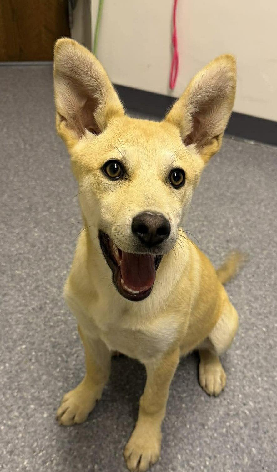 Enlarge Stormy, a Adoptable Husky in Steeleville, IL image 2/3
