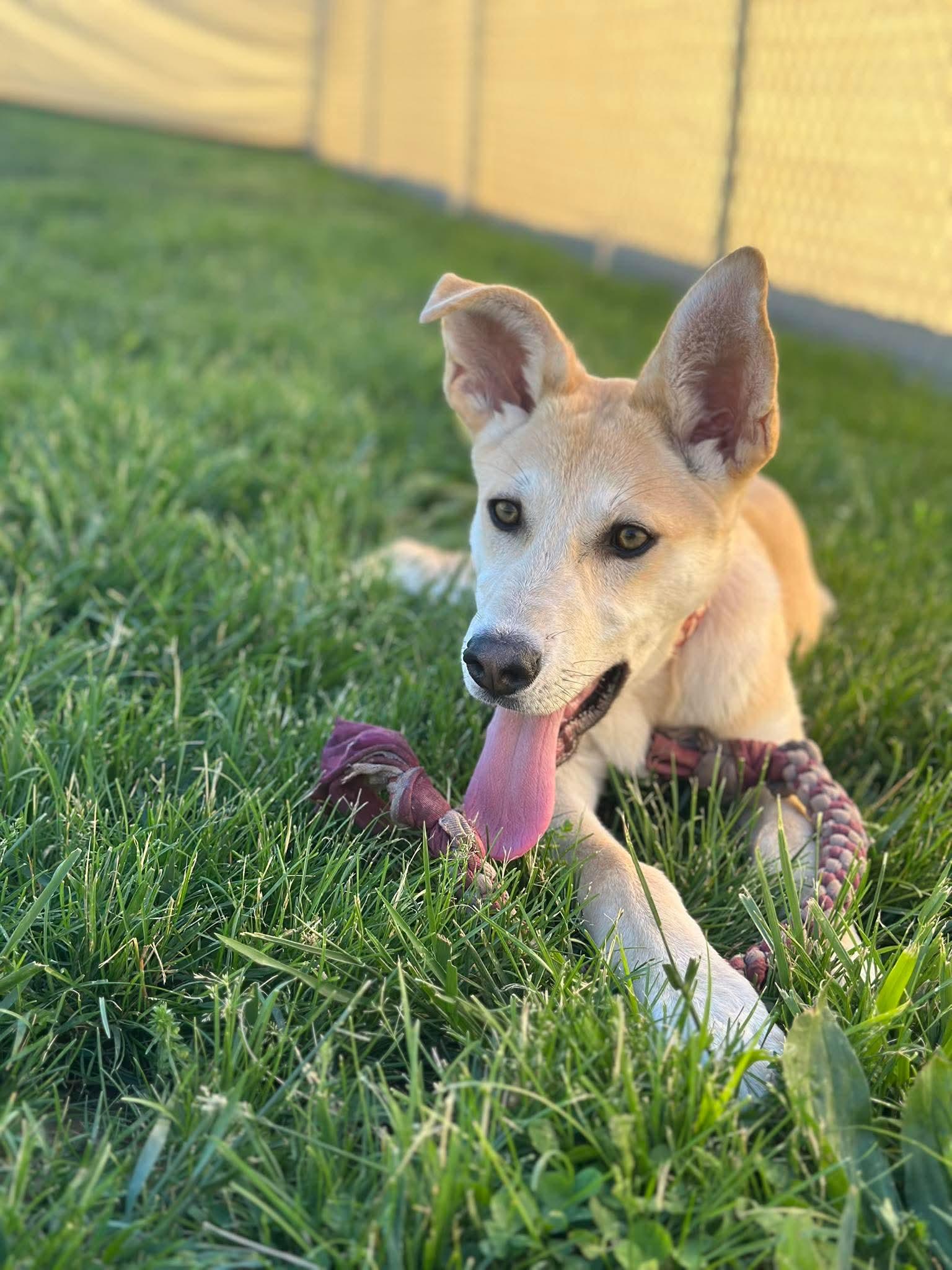 Enlarge Stormy, a Adoptable Husky in Steeleville, IL image 3/3