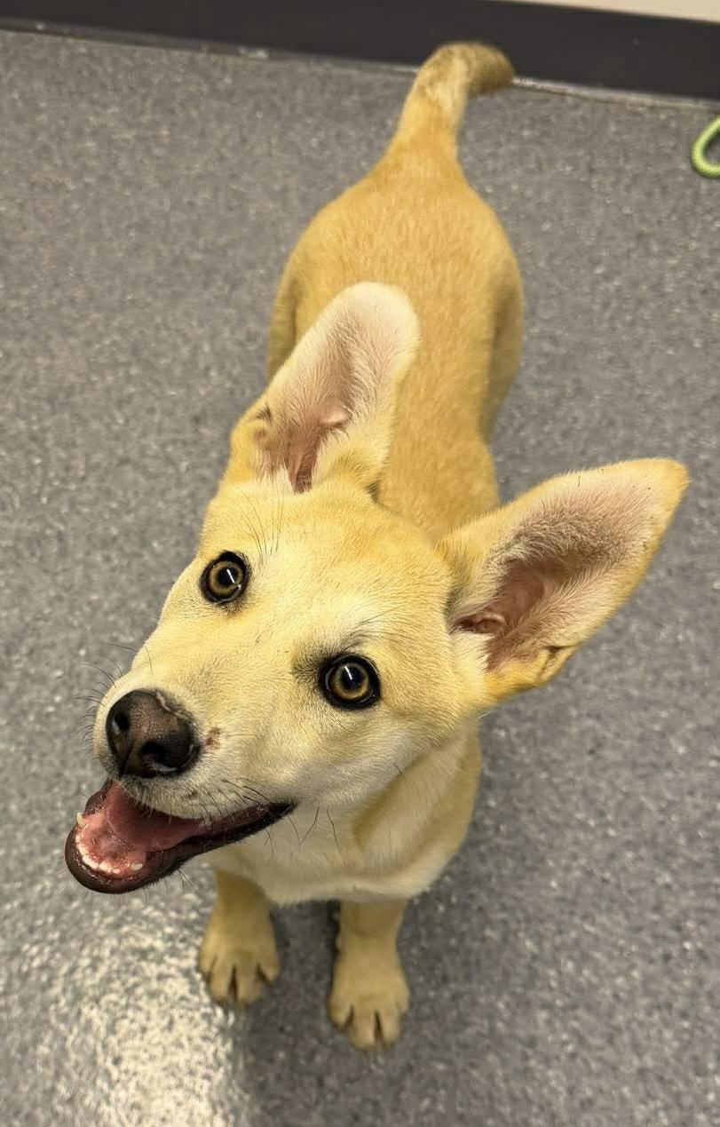 Enlarge Stormy, a Adoptable Husky in Steeleville, IL image 3/3