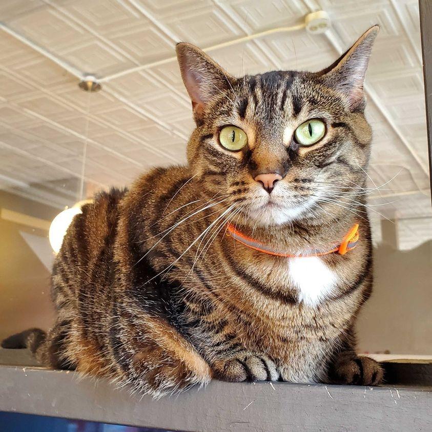 Enlarge Juniper, a Adoptable mixed breed in St. Louis, MO image 3/6