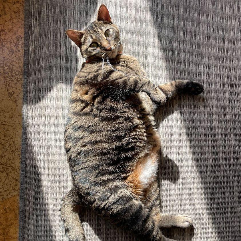 Enlarge Juniper, a Adoptable mixed breed in St. Louis, MO image 4/6