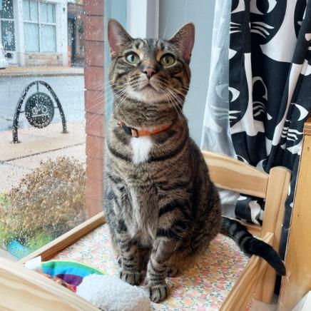 Juniper — thumbnail 4