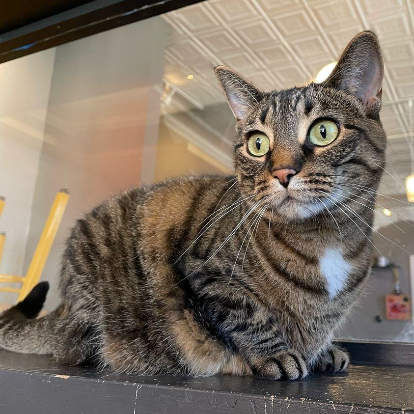 Enlarge Juniper, a Adoptable mixed breed in St. Louis, MO image 5/6