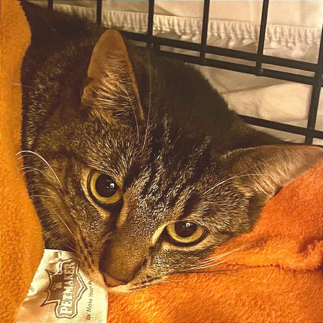 Enlarge Edin, a Adoptable Domestic Short Hair in New York, NY image 1/6