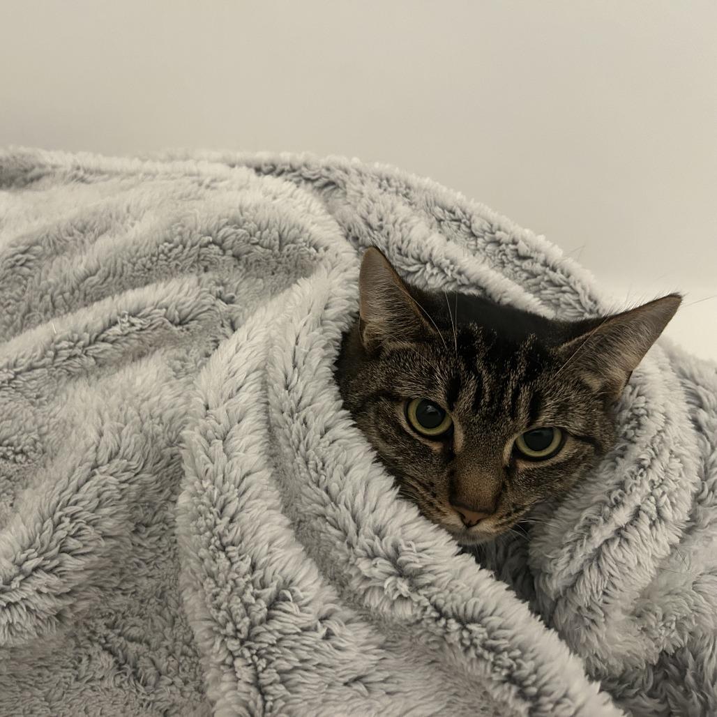 Enlarge Edin, a Adoptable Domestic Short Hair in New York, NY image 2/6