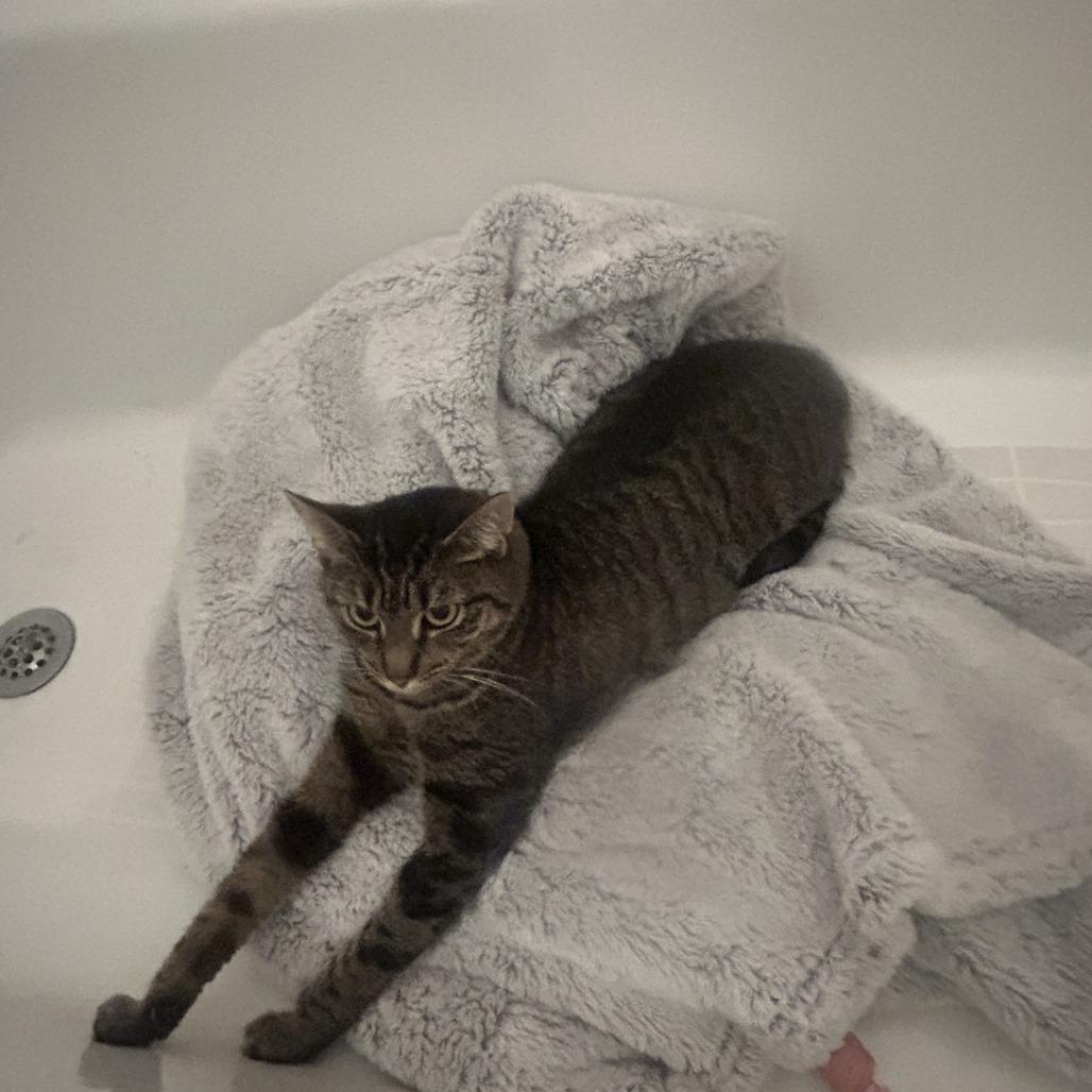 Enlarge Edin, a Adoptable Domestic Short Hair in New York, NY image 3/6