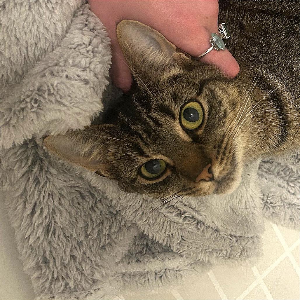 Enlarge Edin, a Adoptable Domestic Short Hair in New York, NY image 4/6