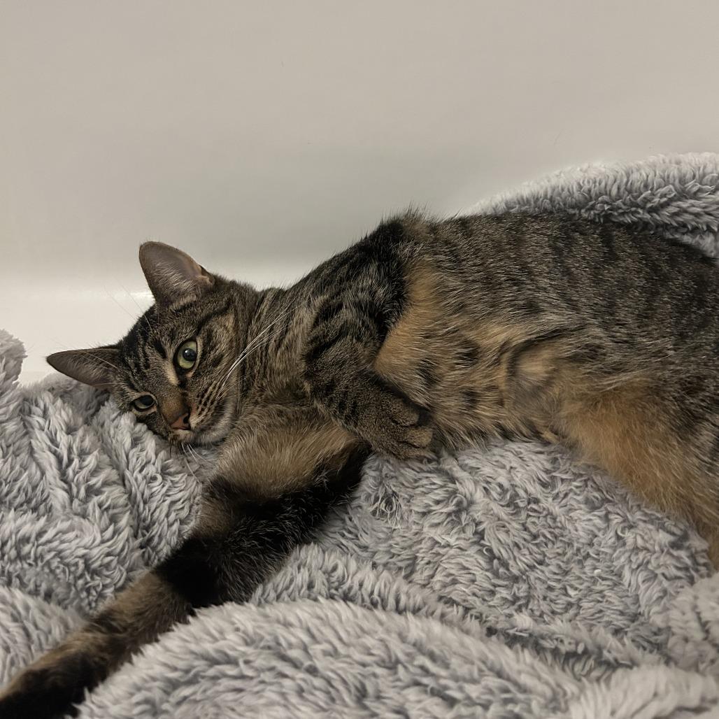 Enlarge Edin, a Adoptable Domestic Short Hair in New York, NY image 5/6