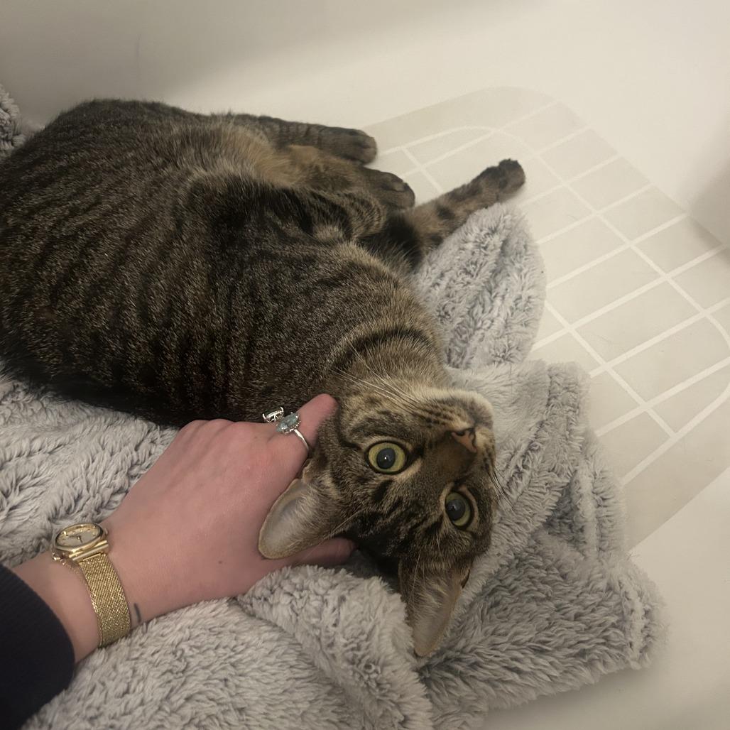 Enlarge Edin, a Adoptable Domestic Short Hair in New York, NY image 6/6