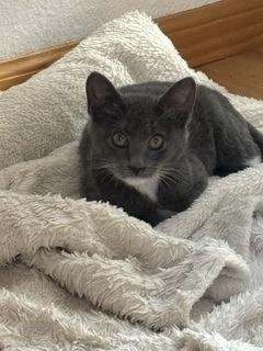 Charlene, Adoptable, Kitten Female Domestic Short Hair & Domestic Short Hair.