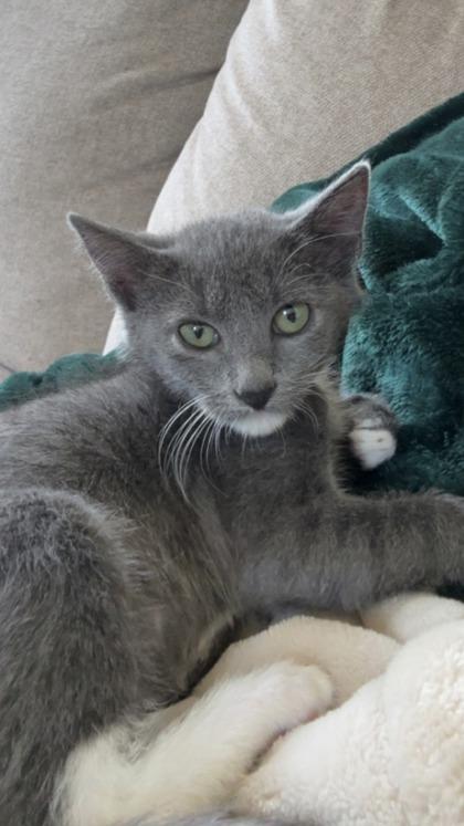 Charlene, a Adoptable mixed breed in Divide, CO image 2/2