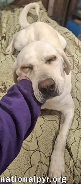 Enlarge Princess in TN - An Active Sweetheart!, a ADOPTABLE mixed breed in Church Hill, TN image 2/4