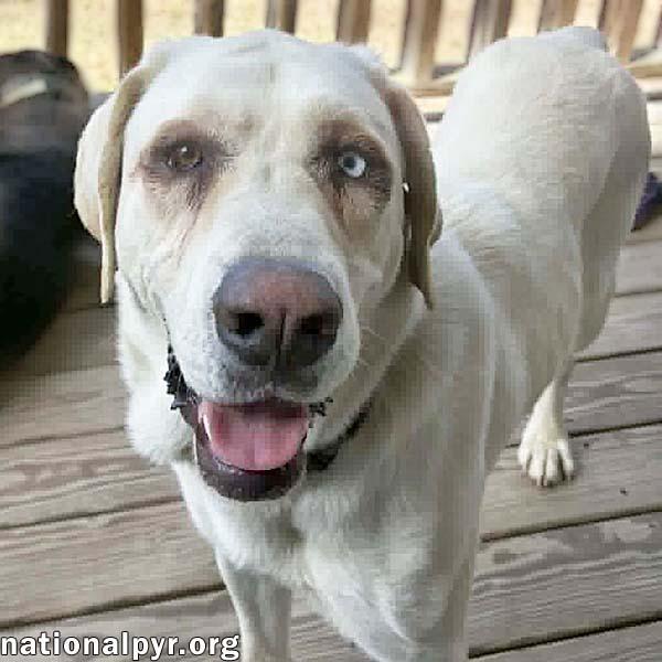 Princess in TN - An Active Sweetheart!, ADOPTABLE, Young Female Great Pyrenees & German Shepherd Dog.