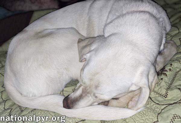 Enlarge Princess in TN - An Active Sweetheart!, a ADOPTABLE mixed breed in Church Hill, TN image 3/4