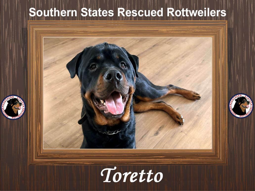 Toretto, ADOPTABLE, Young Male Rottweiler.