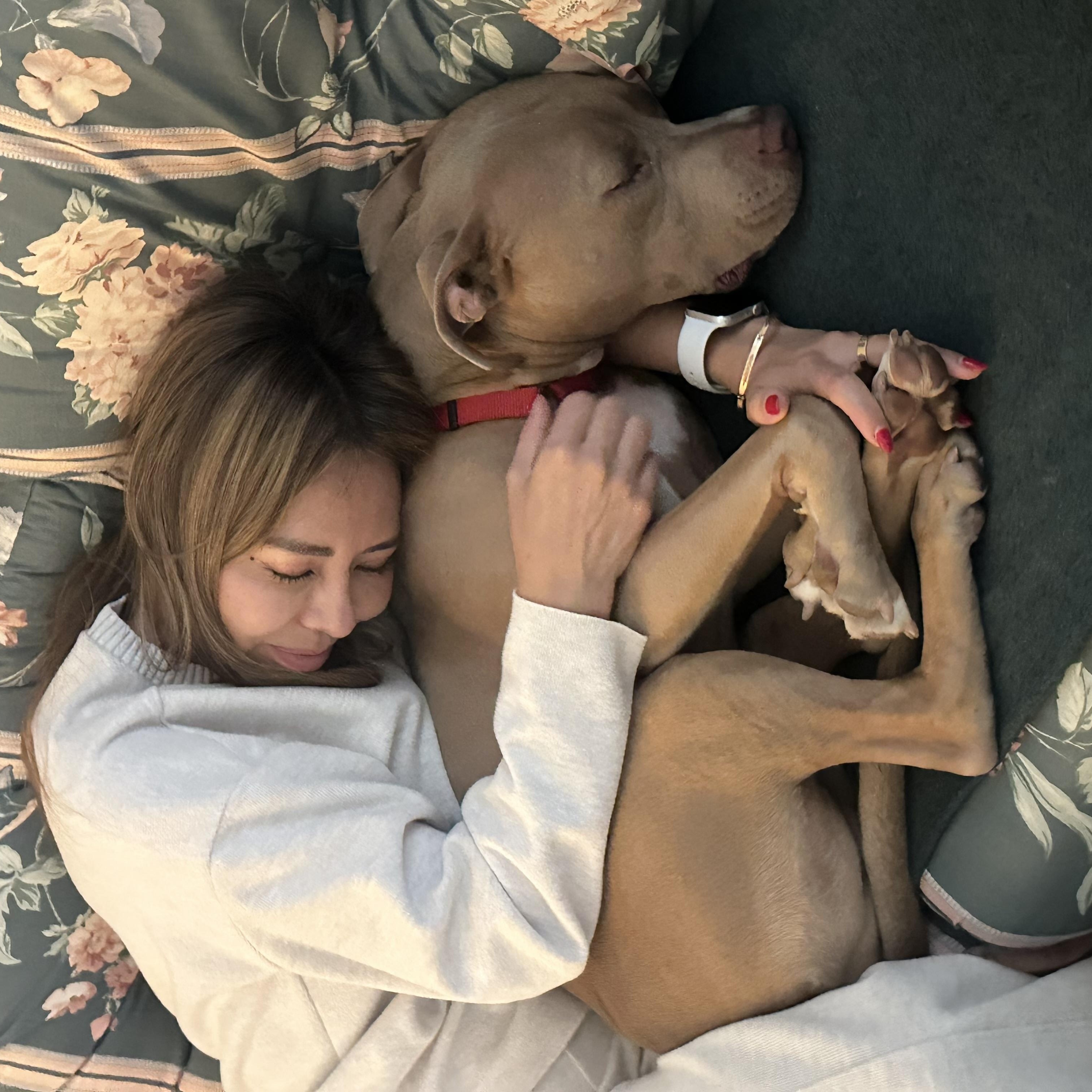 Dom, ADOPTABLE, Adult Male Pit Bull Terrier.