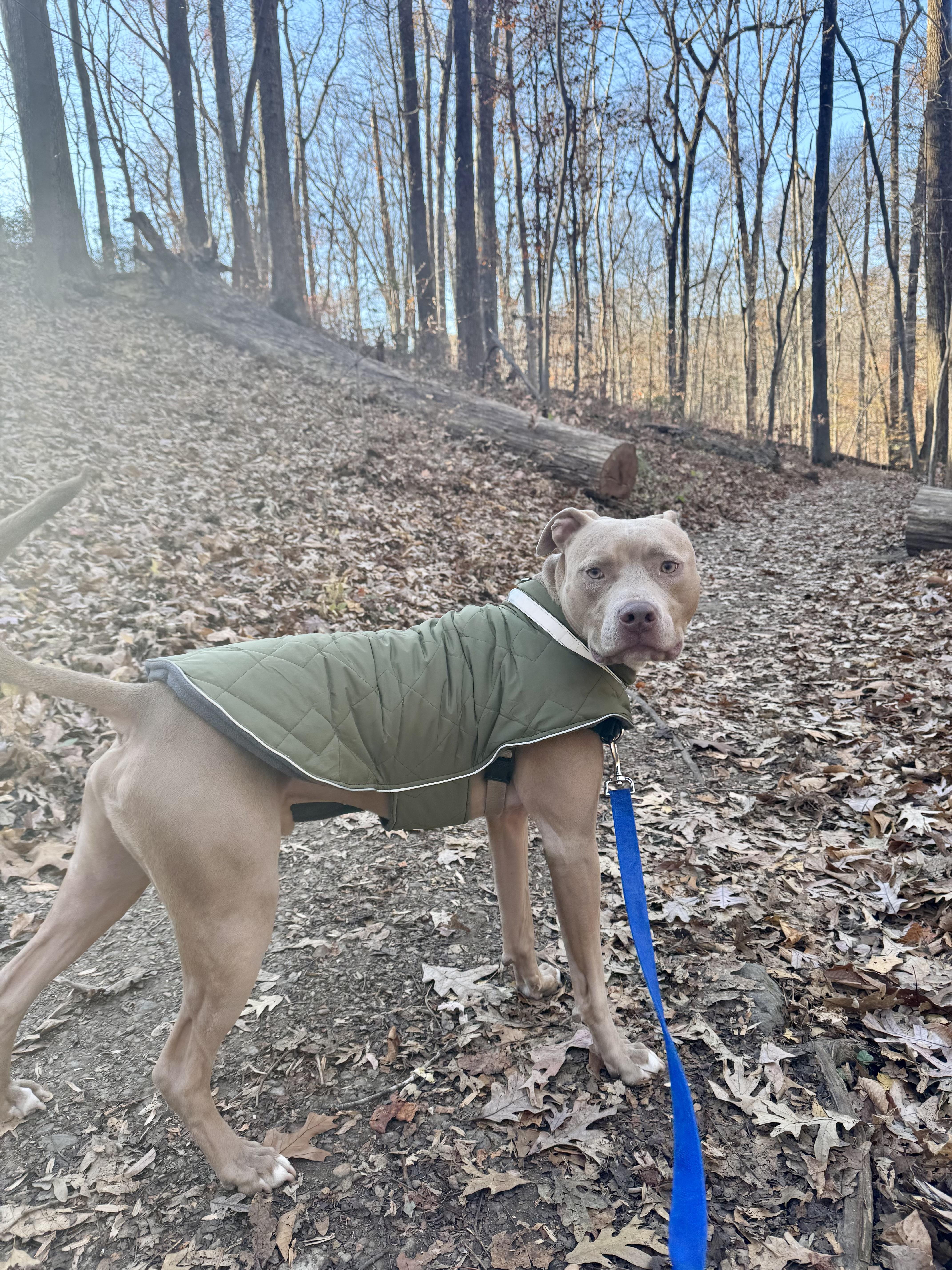 Enlarge Dom, a ADOPTABLE mixed breed in Arlington, VA image 2/6