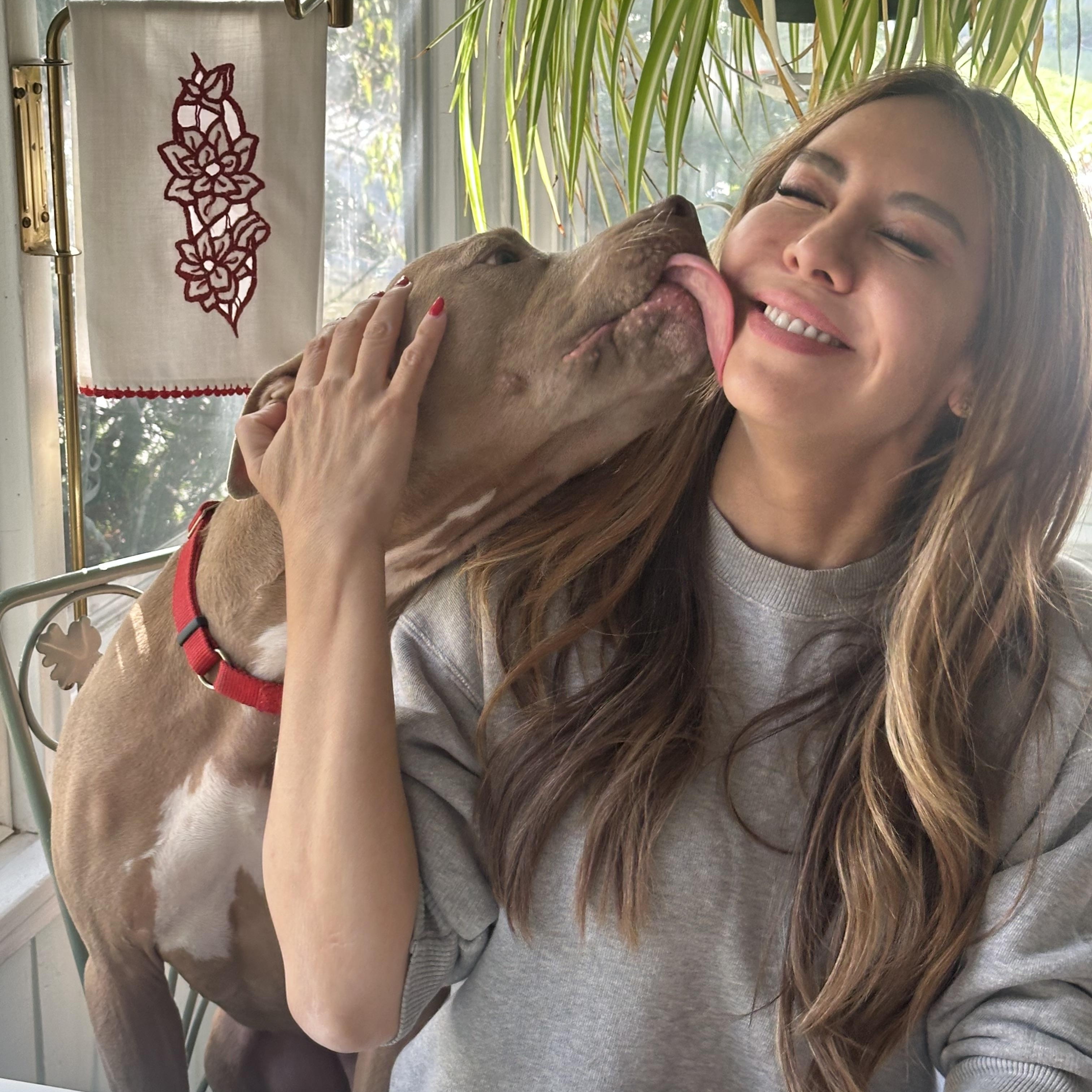 Enlarge Dom, a ADOPTABLE mixed breed in Arlington, VA image 3/6