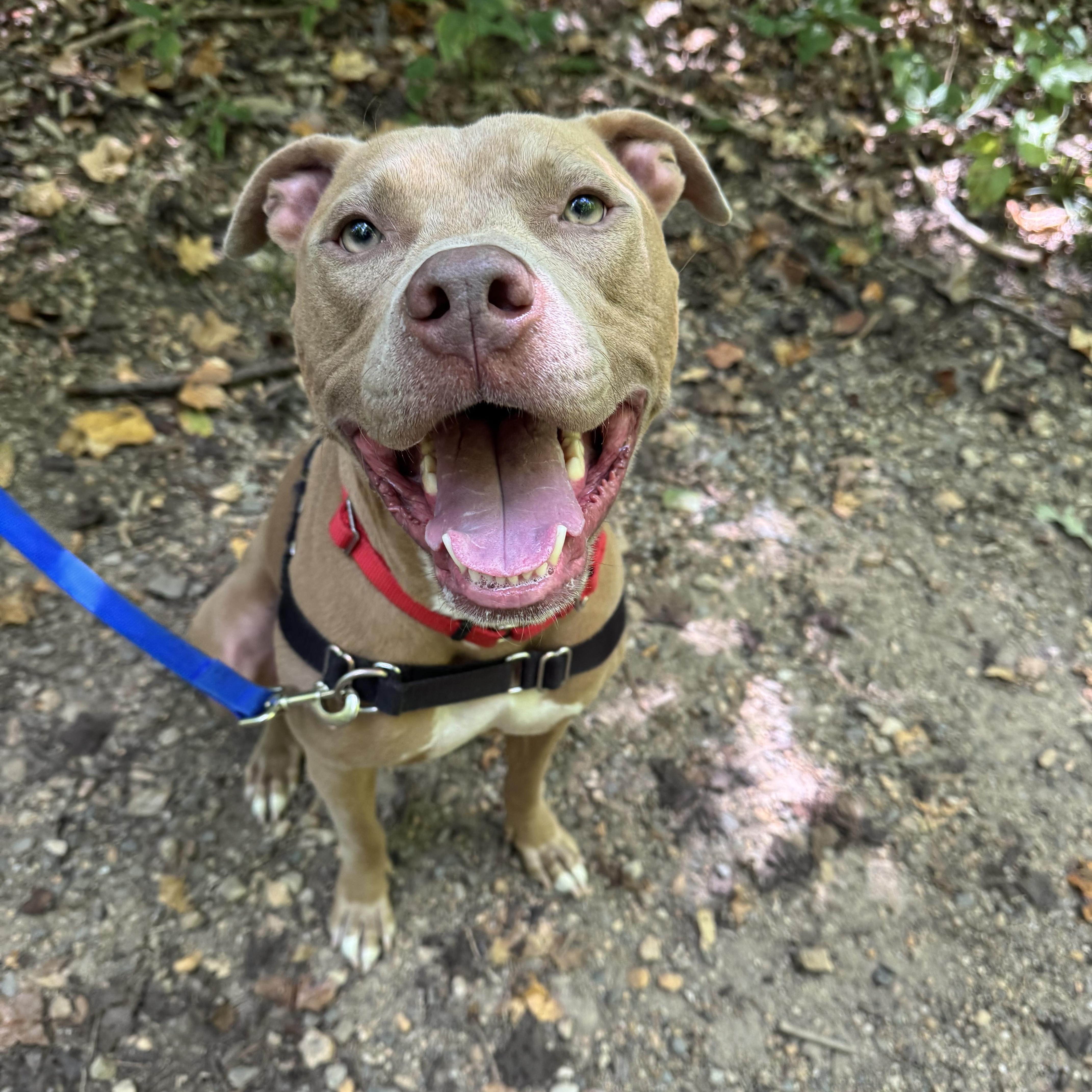 Dom, ADOPTABLE, Adult Male Pit Bull Terrier.