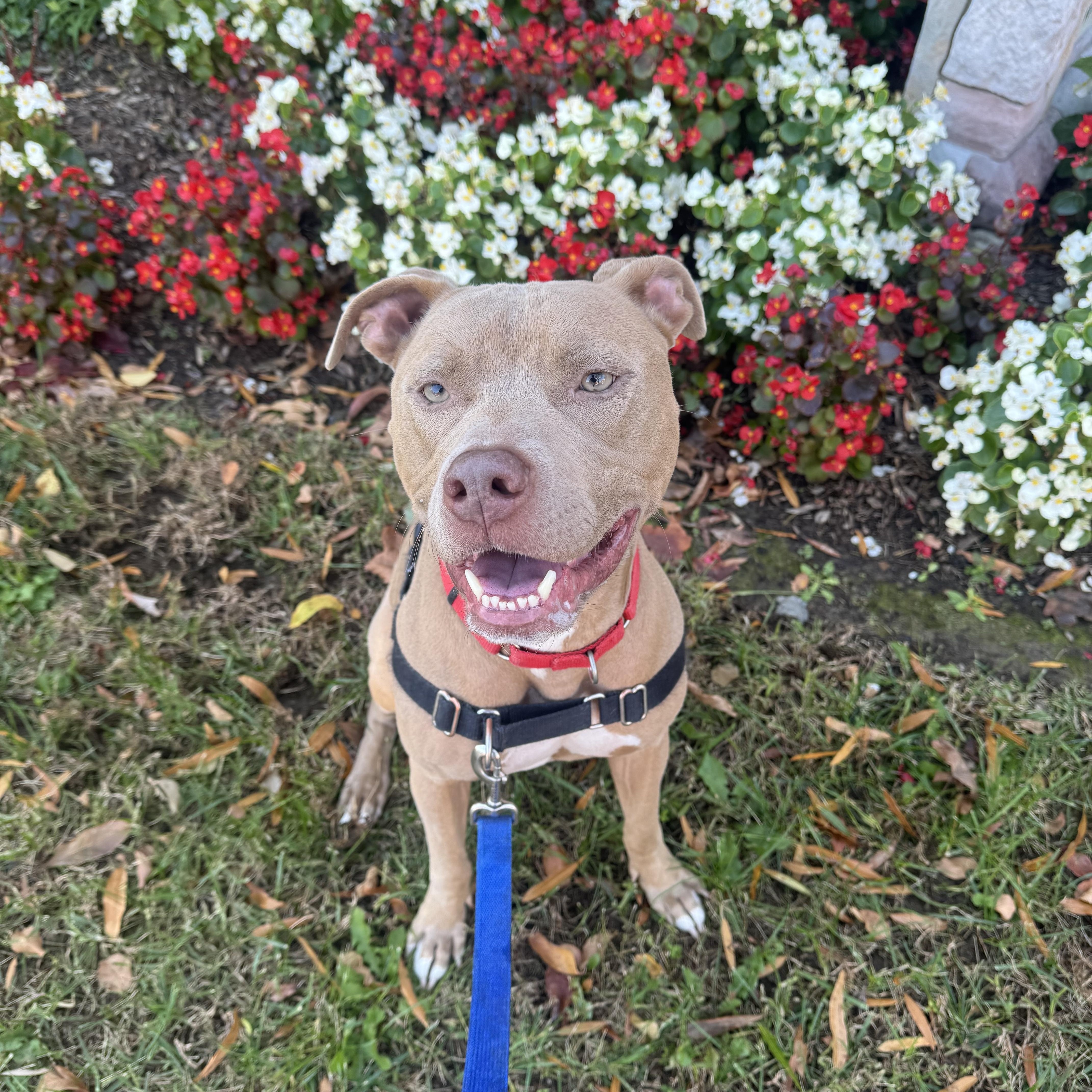 Enlarge Dom, a ADOPTABLE mixed breed in Arlington, VA image 5/6