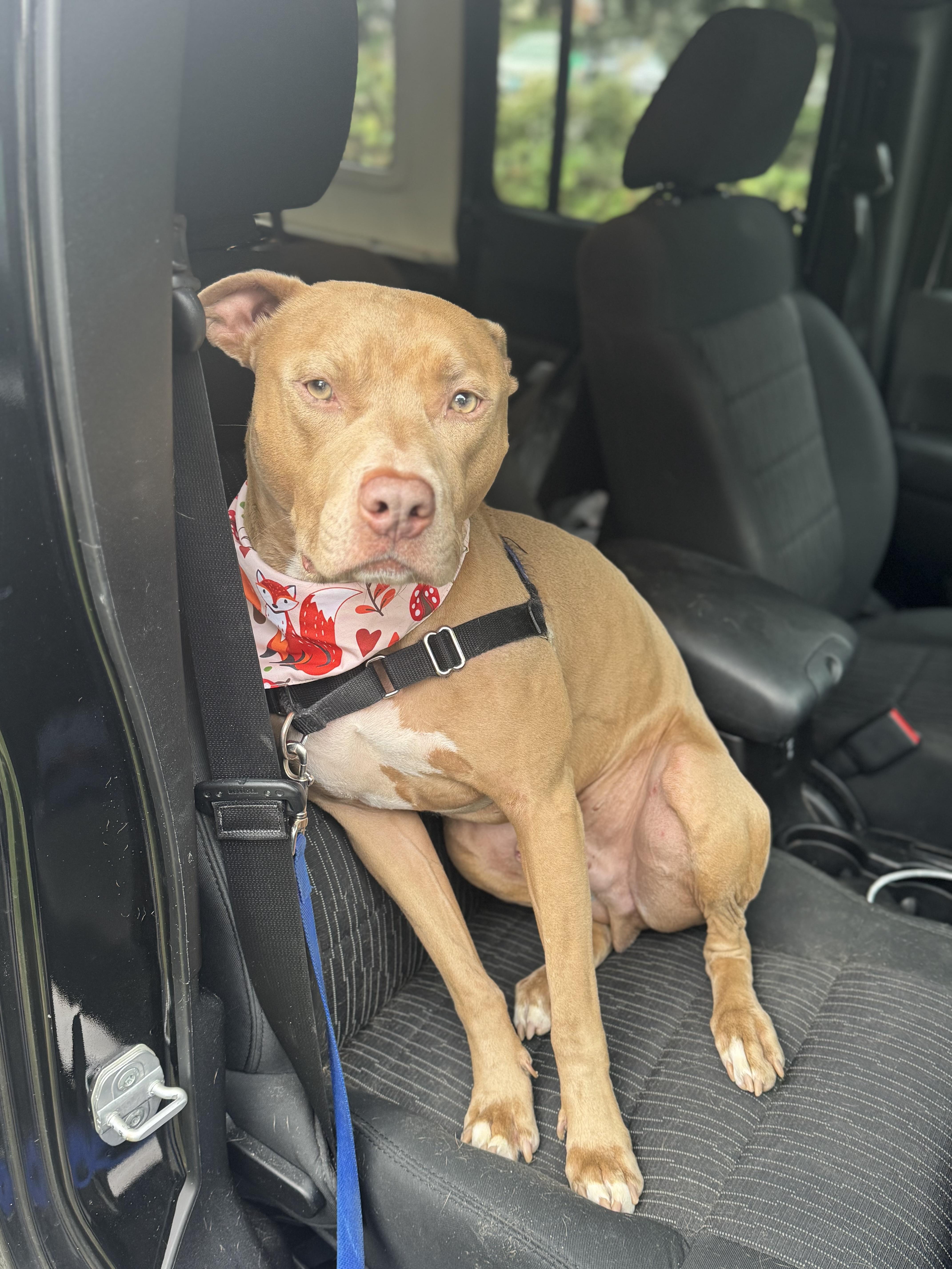 Enlarge Dom, a ADOPTABLE mixed breed in Arlington, VA image 6/6