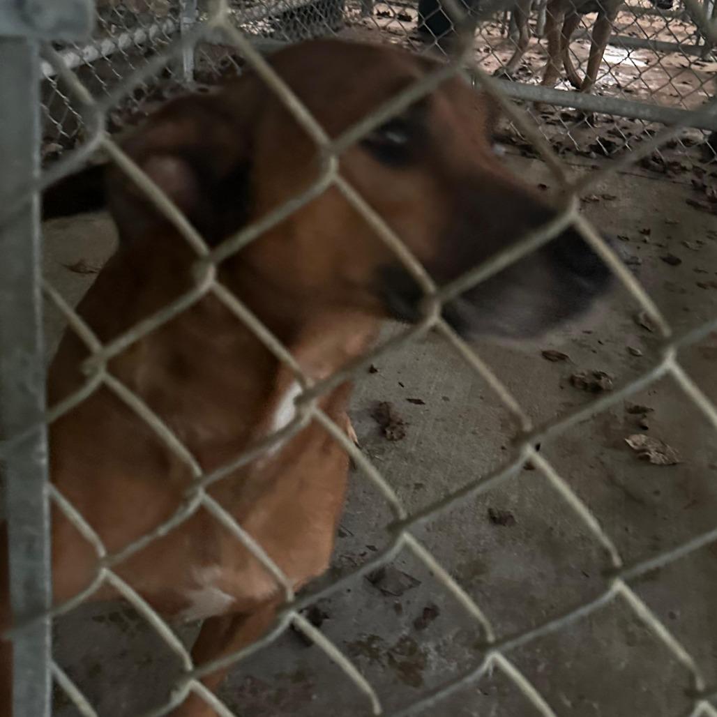 Enlarge ELM 66 (Scooby Doo), a Adoptable Mixed Breed in Gadsden, AL image 1/1