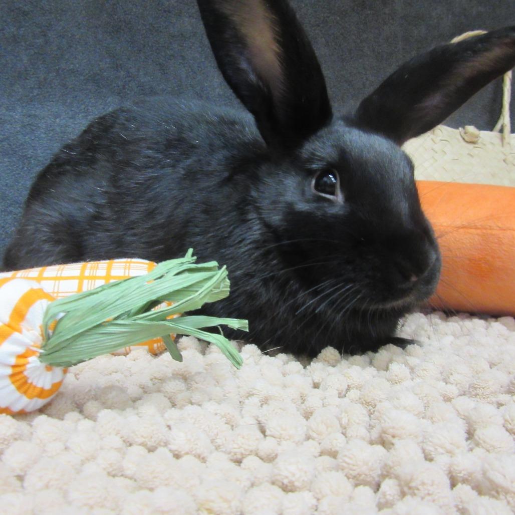 Gaia, Adoptable, Young Female New Zealand.