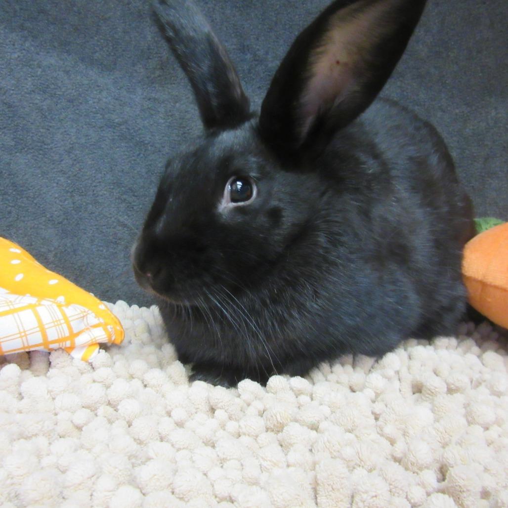 Enlarge Gaia, a Adoptable New Zealand in Newport, PA image 2/6