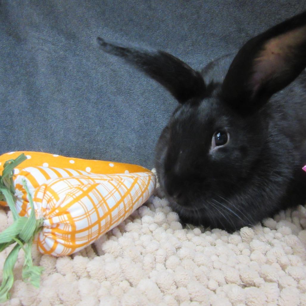 Enlarge Gaia, a Adoptable New Zealand in Newport, PA image 3/6