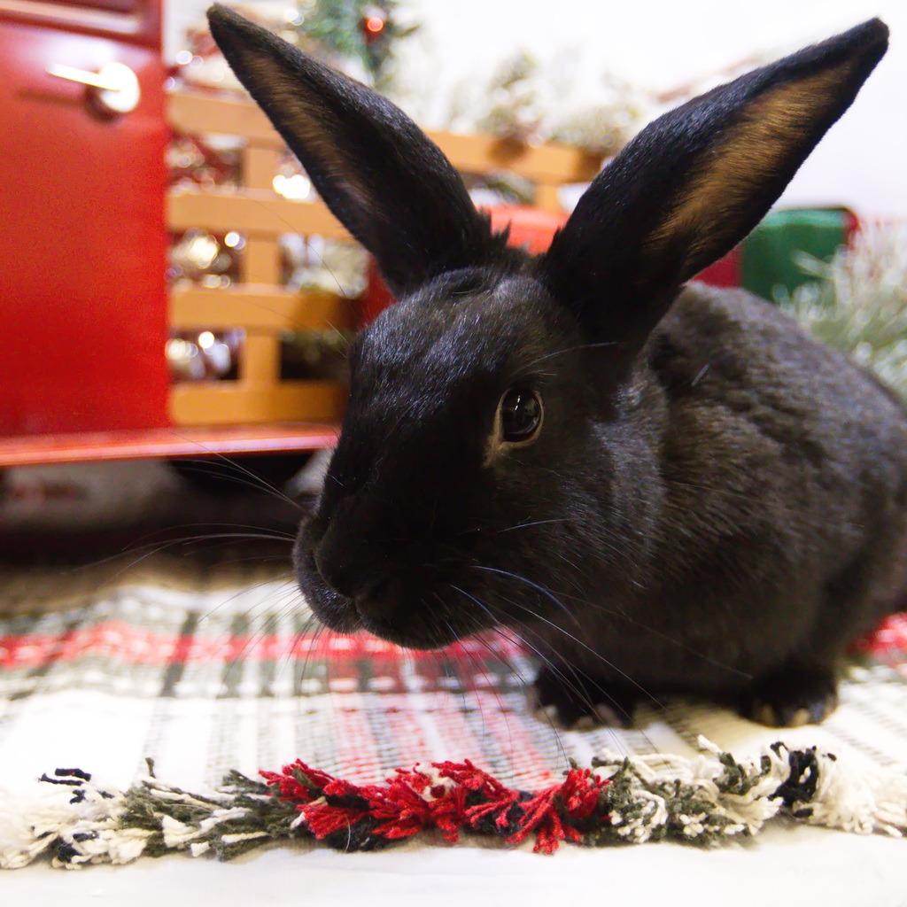 Enlarge Gaia, a Adoptable New Zealand in Newport, PA image 4/6