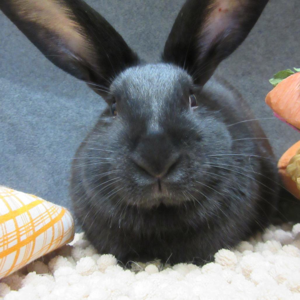 Enlarge Gaia, a Adoptable New Zealand in Newport, PA image 5/6