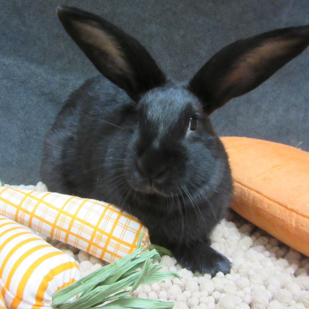 Enlarge Gaia, a Adoptable New Zealand in Newport, PA image 6/6