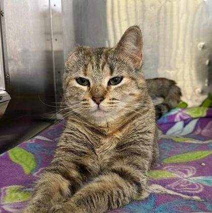 Mazie, ADOPTABLE, Adult Female Domestic Short Hair.