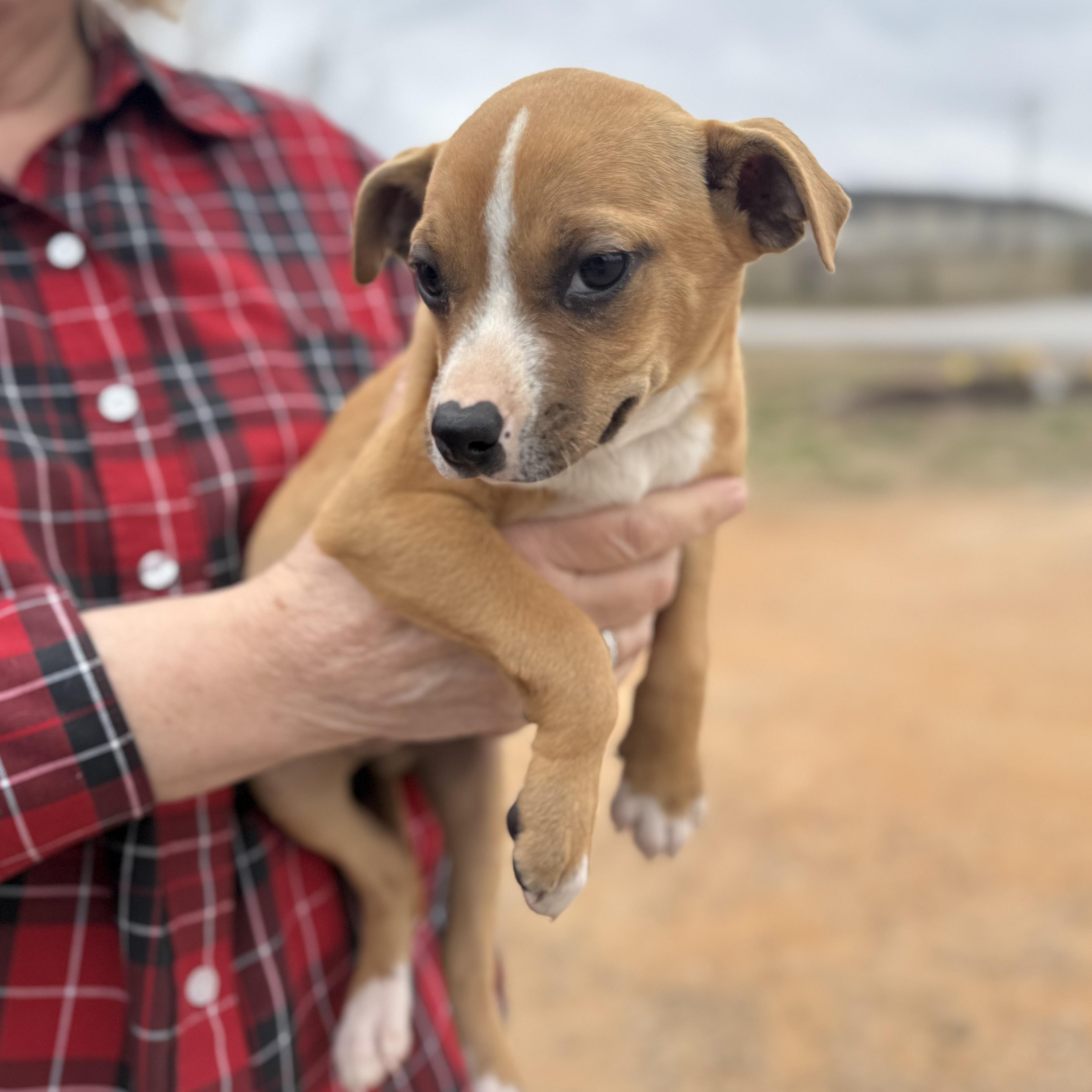 Enlarge Windshield, an adopted Mixed Breed in Columbia, SC image 5/5