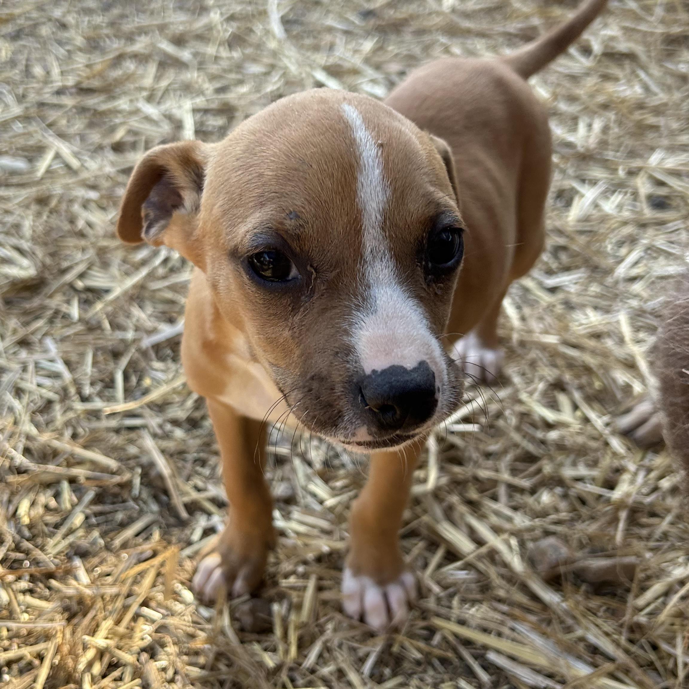 Enlarge Windshield, an adopted Mixed Breed in Columbia, SC image 1/5