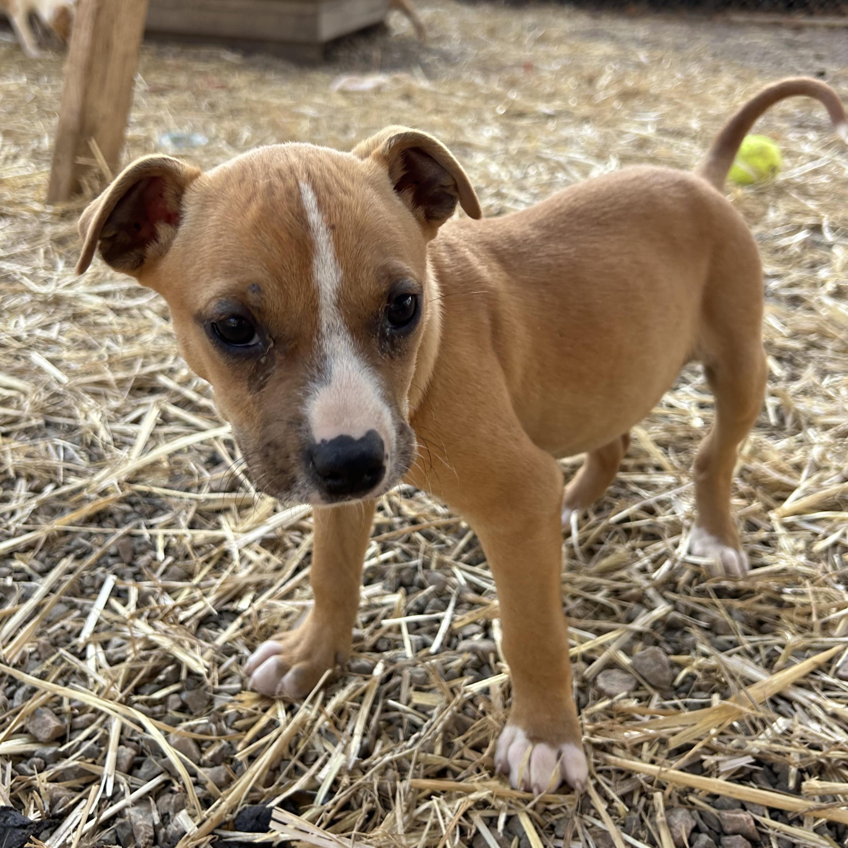 Enlarge Windshield, an adopted Mixed Breed in Columbia, SC image 2/5