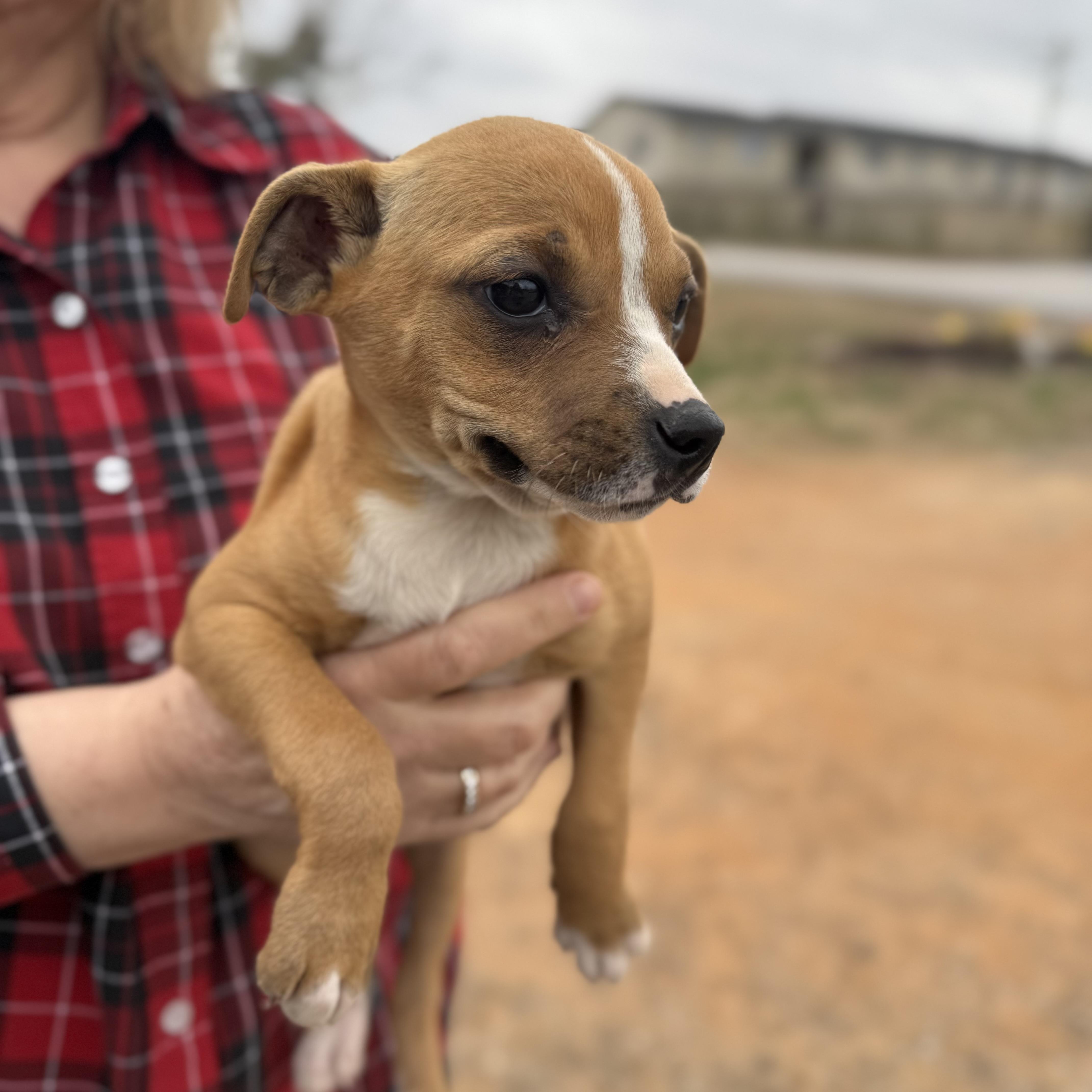 Enlarge Windshield, an adopted Mixed Breed in Columbia, SC image 4/5